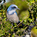 Florida Scrub-Jay