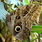 Owl Butterfly