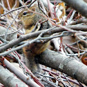 Chipmunk