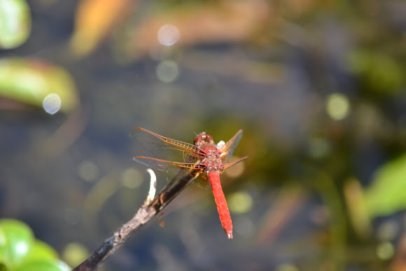 Spotting Image 1