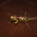 Mantis Religiosa