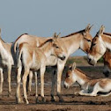 Indian Wild Ass