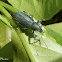 Gorgulho verde metálico (Metallic green weevil)