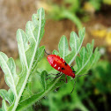 bug