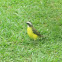 Social Flycatcher