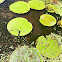 Victoria amazonica