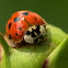 Multicolored Asian Lady Beetle
