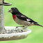 Rose-breasted Grosbeak