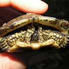 Wood turtle