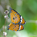 Monarch Butterfly Mating