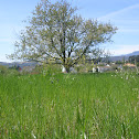 Wild Cherry