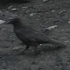 Raven