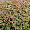 Glossy abelia