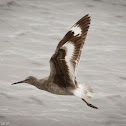 Willet