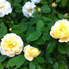 Rose, No Name, experimental