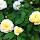 Texas Tough Roses