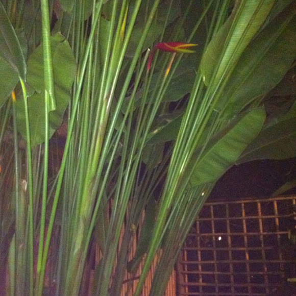 Spotting Image 1