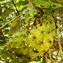 soursop, sirsak