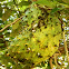soursop, sirsak