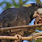 Yellow-tailed Black-Cockatoo