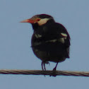 Asian Pied Starling / Pied Myna