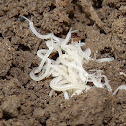 Soil Centipede