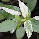 Unknown Plant