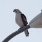 Red-Tailed Hawk