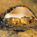 Cowrie
