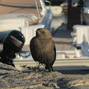 California Towhee