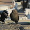 California Towhee