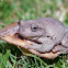 Peron's Tree Frog