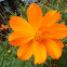 Cosmos