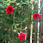 Red Cascade.  1976