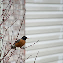 American Robin