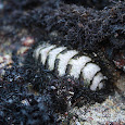 Chitons of the North California