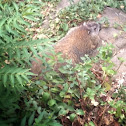 Groundhog