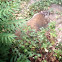 Groundhog