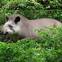 Brazilian tapir