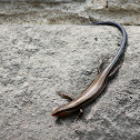 Five Lined Skink