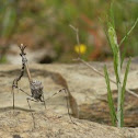 Conehead mantis