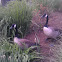 Canada Goose