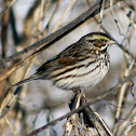 Savannah Sparrow
