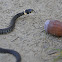 grass snake