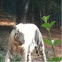 White Tiger