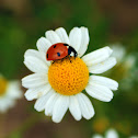 Ladybug