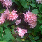 Azalea