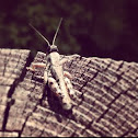 Grasshopper 