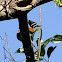 Greater Flameback