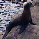 sea lion